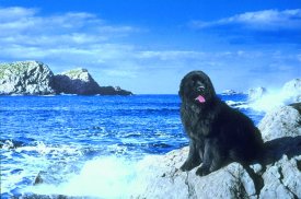 Newfoundland Dog - Tourism, Newfoundland and Labrador