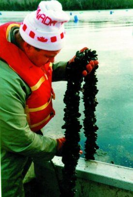 Fisheries Innovation - Canadian Centre for Fisheries Innovation