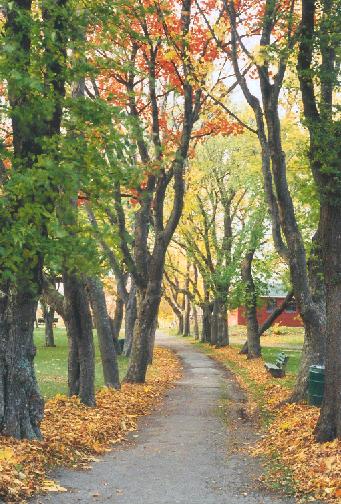 p5-1.jpg (58089 bytes)