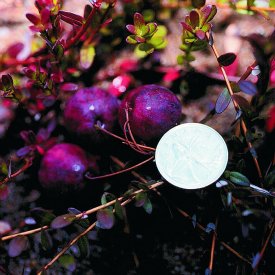 Cranberries - Department of Forest Resources and Agrifoods